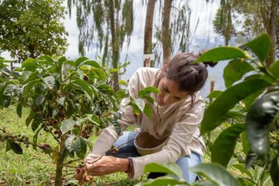 Horseback Riding Coffee Farm Tour with Coffee Spa