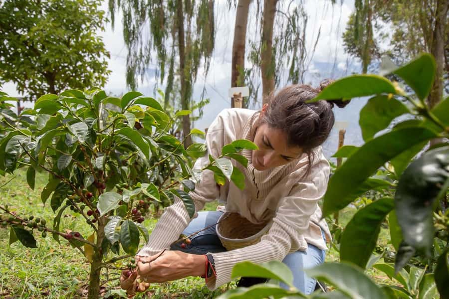 Medellin: Horseback Riding Coffee Farm Tour with Coffee Spa - Riding the old muleteer path