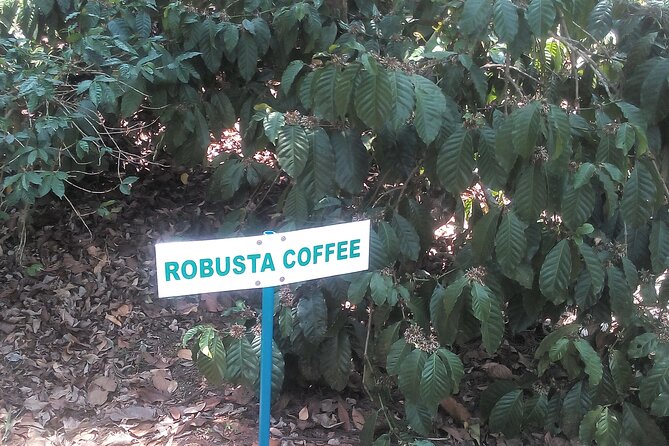 Mercara Gold Coorg Coffee and Spice Estate Tour - Finishing with estate-fresh filter coffee