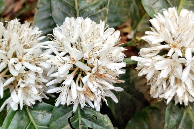 Mercara Gold Coorg Coffee and Spice Estate Tour - How much value do you get for $11?