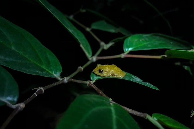 Monteverde Coffee, Chocolate and Night Tour - How Costa Rican coffee becomes your evening cup