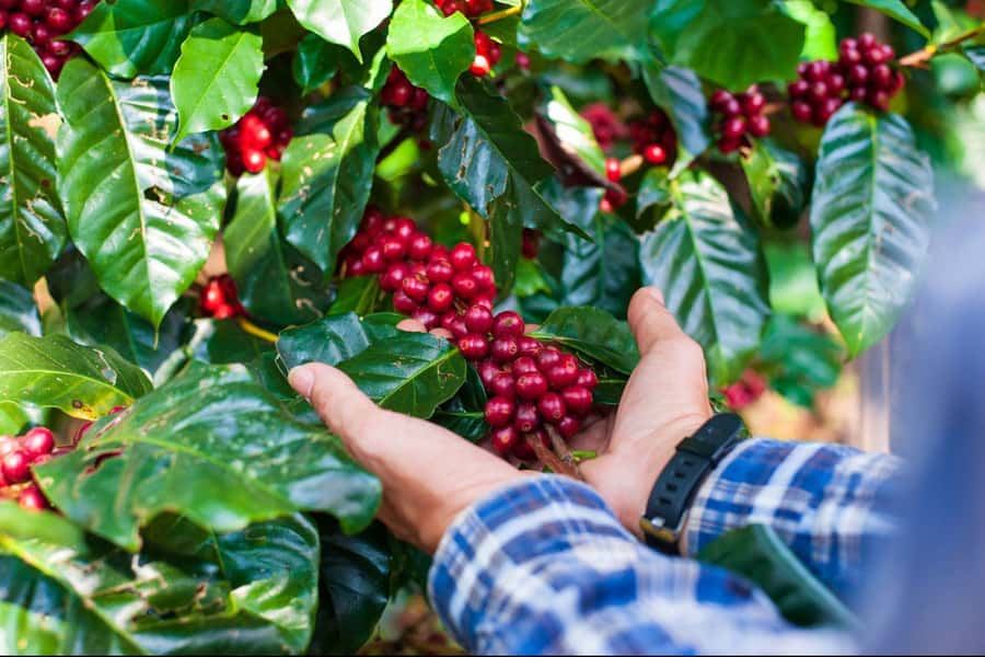 Most complete COFFEE TOUR at local family farm - From Guatape to Antioquia’s coffee country