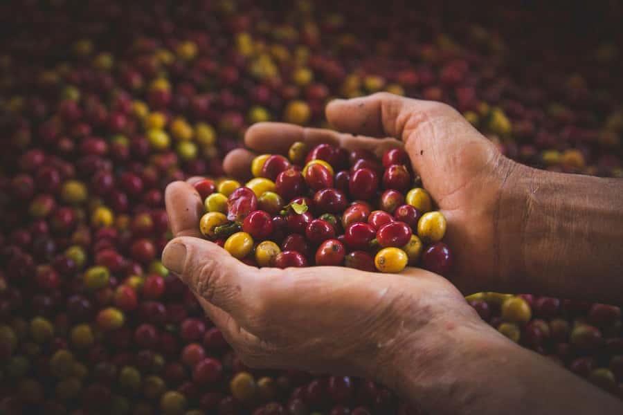 Most complete COFFEE TOUR at local family farm - Tasting coffee with the farm story in mind