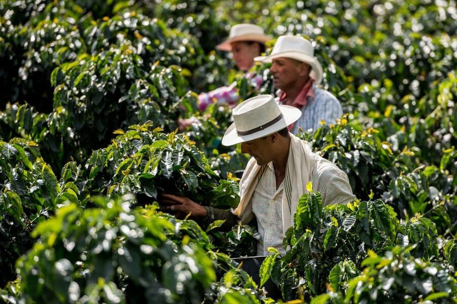 Most complete COFFEE TOUR at local family farm - Why the extra stops may work in your favor