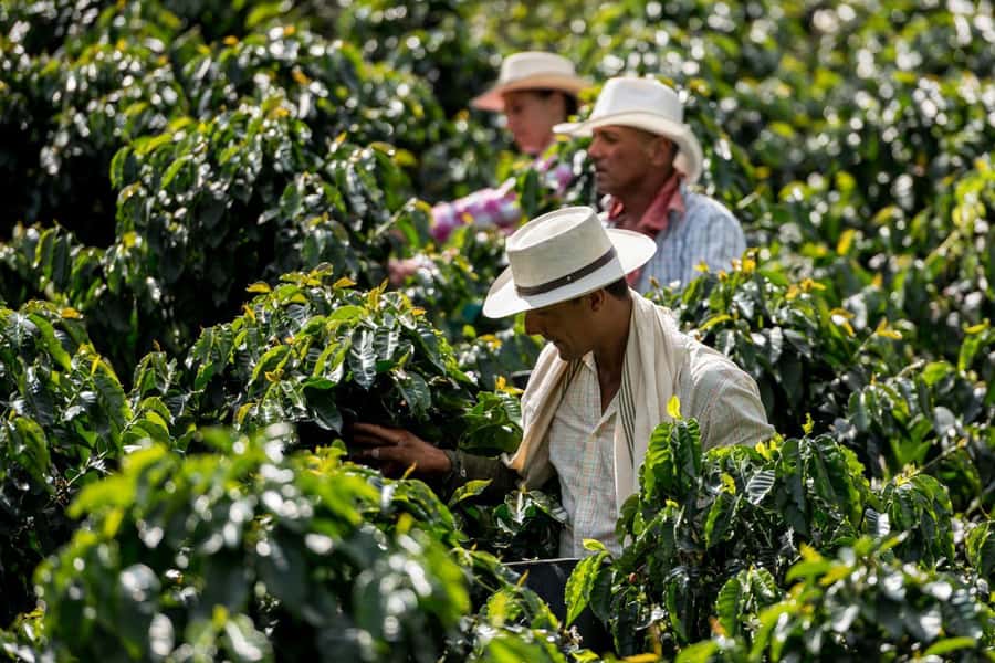 Most complete COFFEE TOUR at local family farm - Practical details before you book