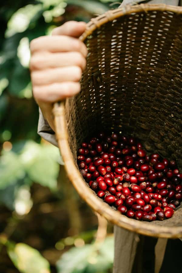 Most complete COFFEE TOUR at local family farm - Should you book this Guatape coffee tour?