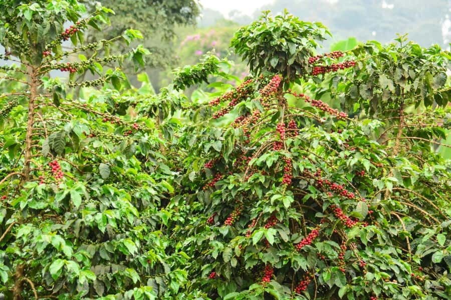 Nairobi: Coffee Factory and Farm Tour with Transfer - FAQ