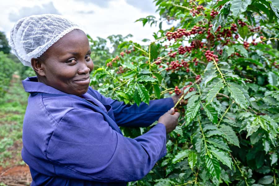 Nairobi: Coffee Factory and Farm Tour with Transfer - Walking through a coffee estate