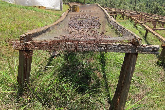 Rows of coffee trees on a Kenyan estate above Nairobi