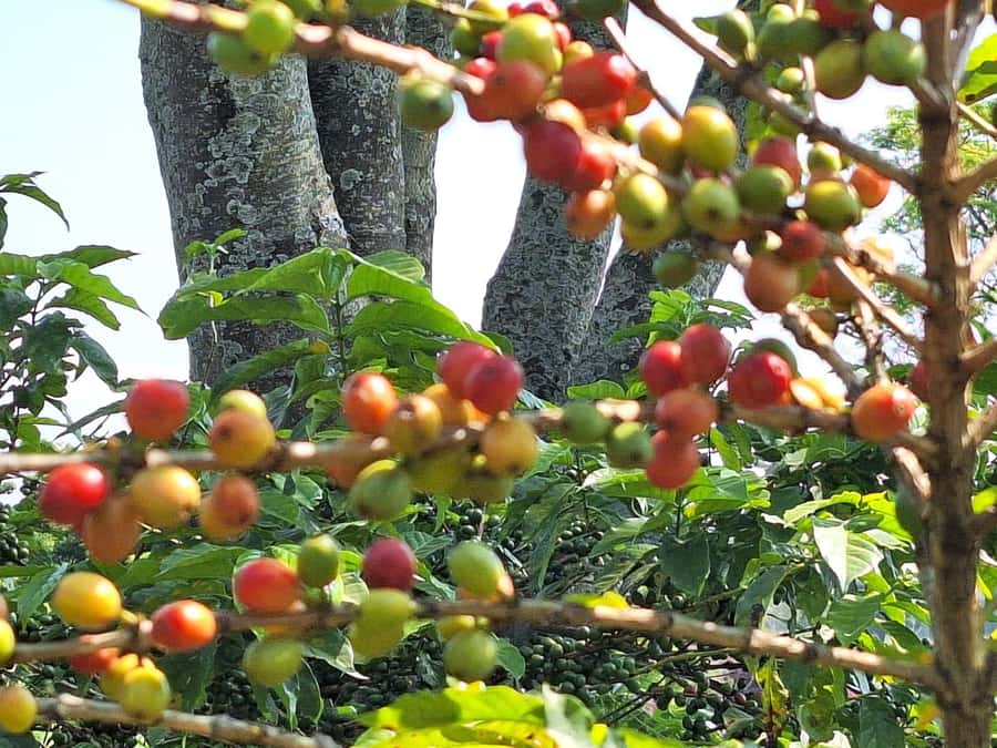 Nairobi: Coffee farm tour with pick up - Walking into Fairview Estate at 9:00 AM