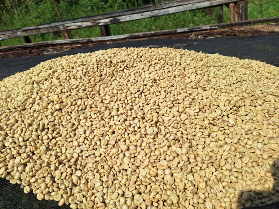 Nairobi: Coffee farm tour with pick up - From sorting beans to roasted coffee
