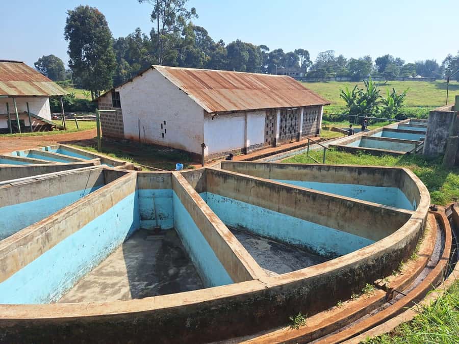 Nairobi: Coffee farm tour with pick up - The estate shop and what to buy