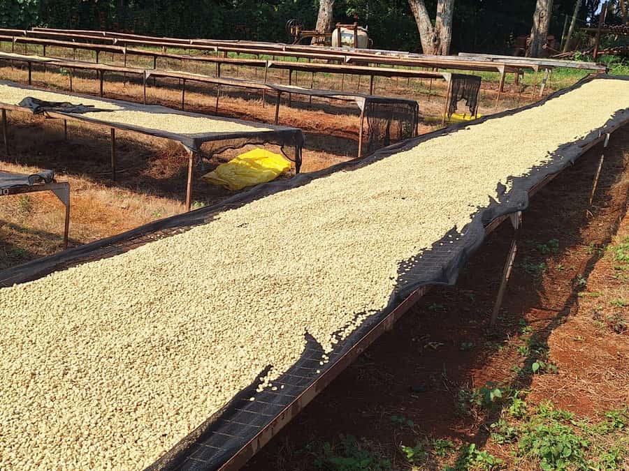 Nairobi: Coffee farm tour with pick up - What the $36 price really covers