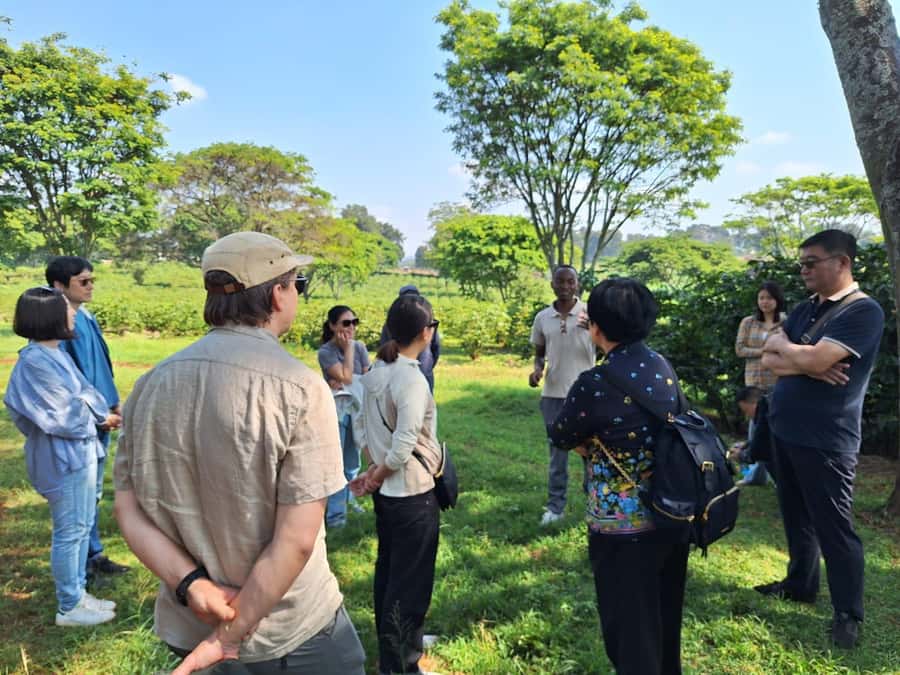 Nairobi: Coffee farm tour with pick up - Among the coffee plants at Fairview Estate
