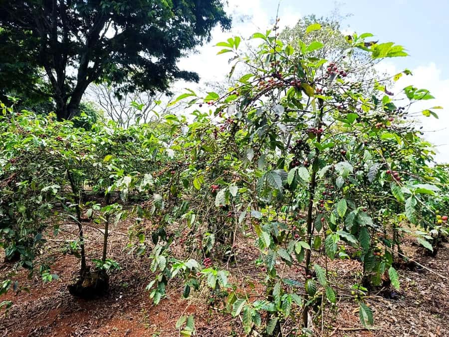 Nairobi: Fairview Coffee Estate Tour with Pickup - What makes this coffee tour worth your morning
