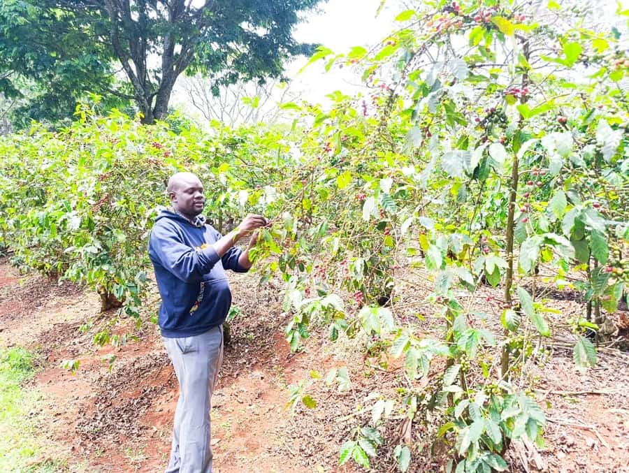 Nairobi: Fairview Coffee Estate Tour with Pickup - Cupping Kenyan coffee by roast level