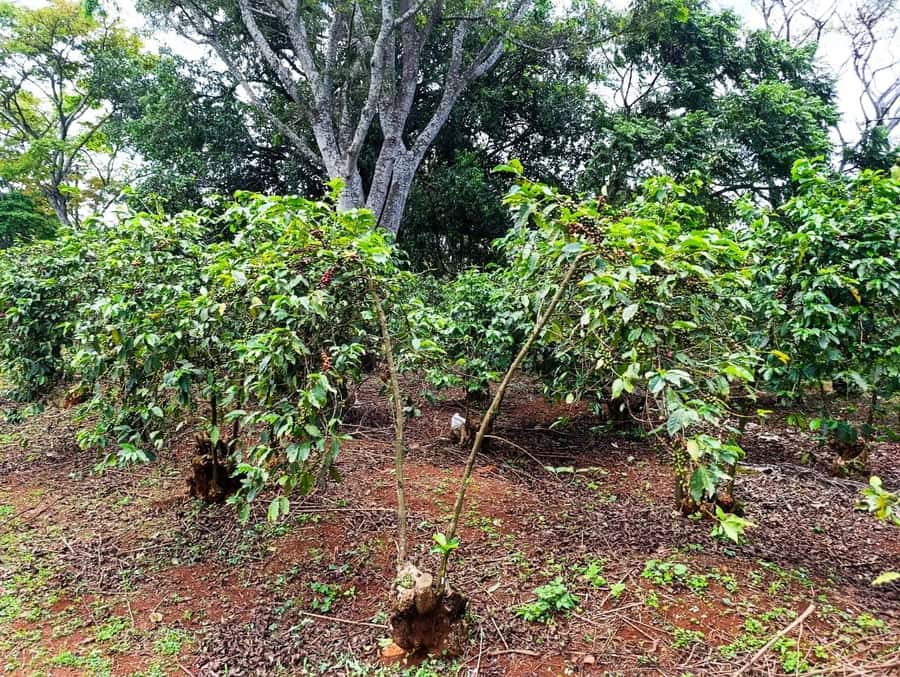 Nairobi: Fairview Coffee Estate Tour with Pickup - A snack platter with a view