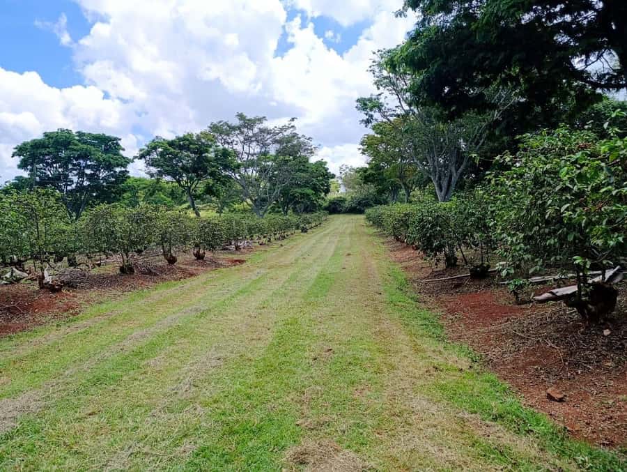 Nairobi: Fairview Coffee Estate Tour with Pickup - Pickup reliability matters more than usual