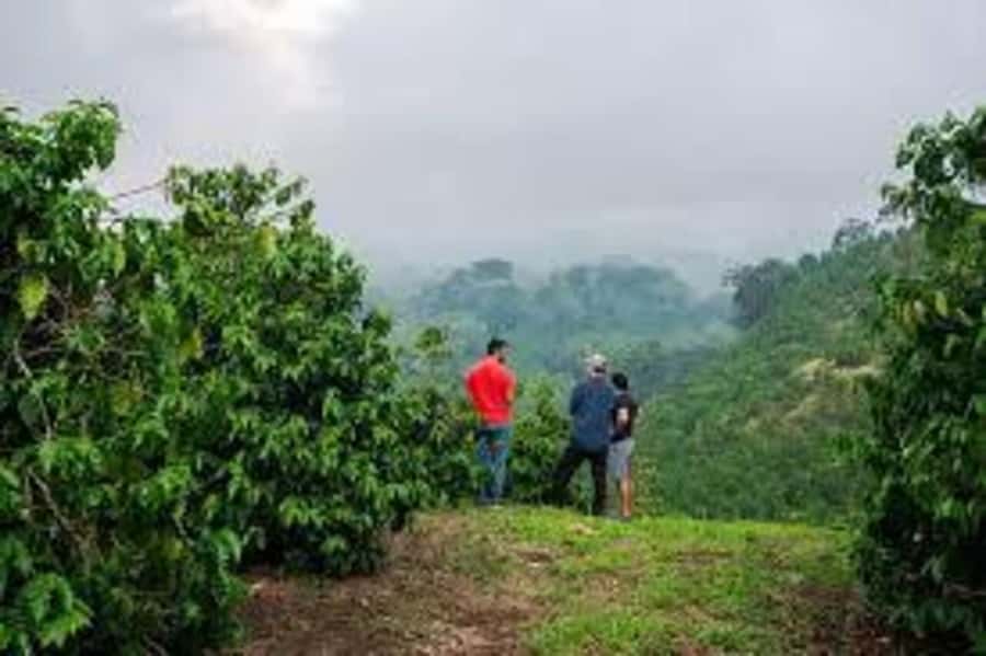 Nairobi: Fairview Coffee Estate Tour with Pickup - Starting with coffee, sweets, and the farm story