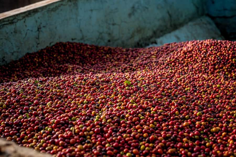 Nairobi: Guided Coffee Farm Tour with Tastings - Key points to know before booking