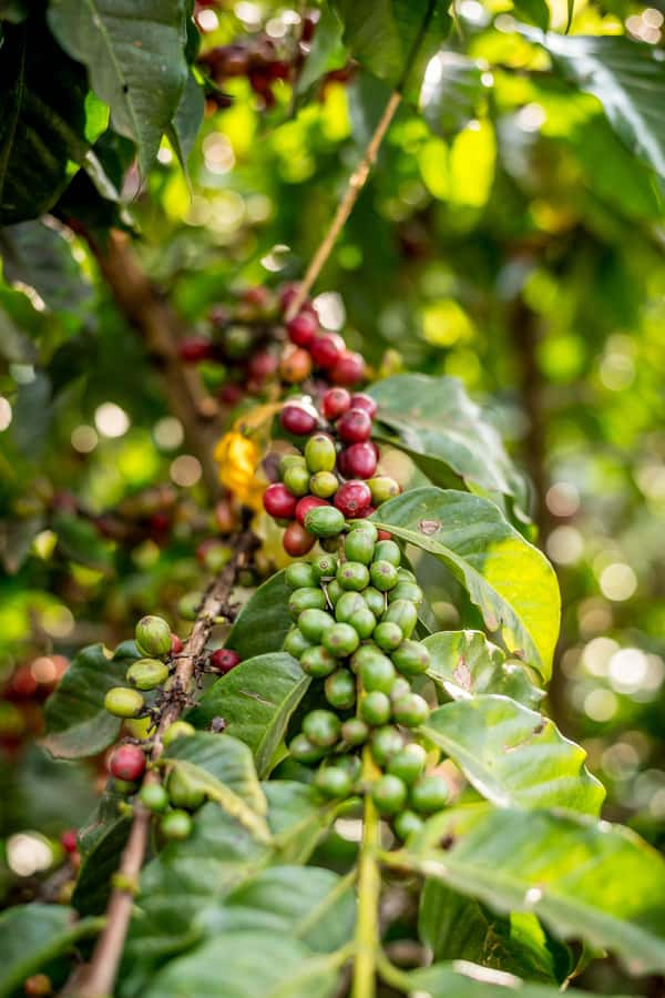 Nairobi: Guided Coffee Farm Tour with Tastings - Why this coffee tour is more than a farm walk