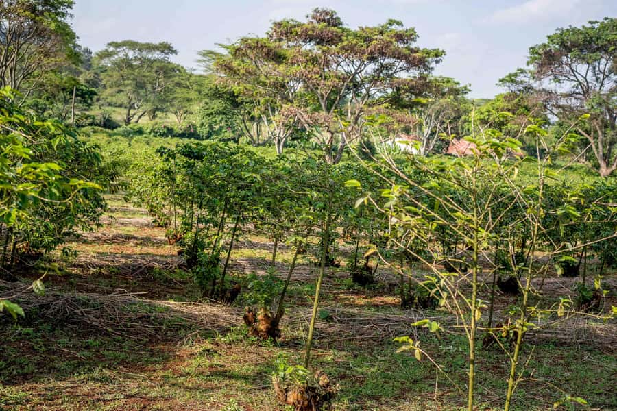 Nairobi: Guided Coffee Farm Tour with Tastings - Walking among coffee plants and varieties