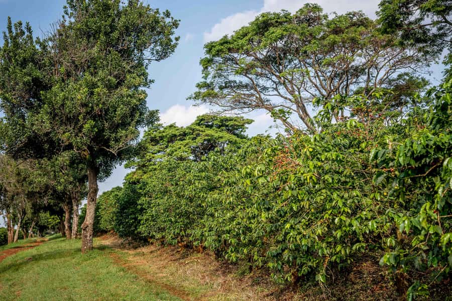 Nairobi: Guided Coffee Farm Tour with Tastings - Practical booking advice for Nairobi
