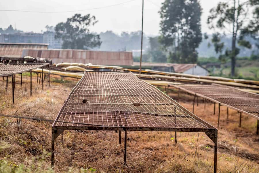 Nairobi: Guided Coffee Farm Tour with Tastings - Should you book the Nairobi coffee farm tour?