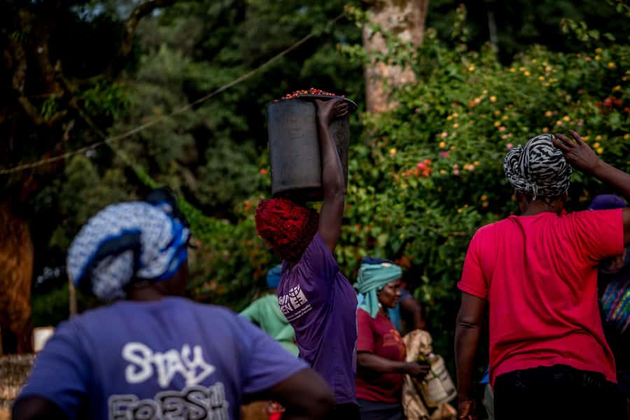 Nairobi: Guided Coffee Farm Tour with Tastings - The drive from Nairobi with Patrick Solomon