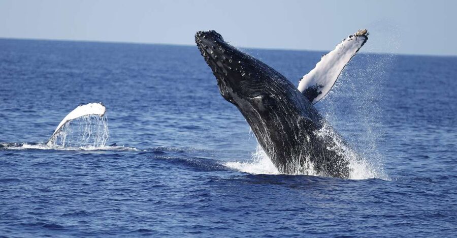 Oahu: Waikiki Whale Watching Tour-Donut and Coffee Included - Starting at Kewalo Basin Harbor