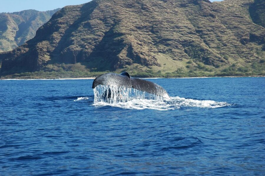 Oahu: Waikiki Whale Watching Tour-Donut and Coffee Included - The E Ho Mai ceremony before departure