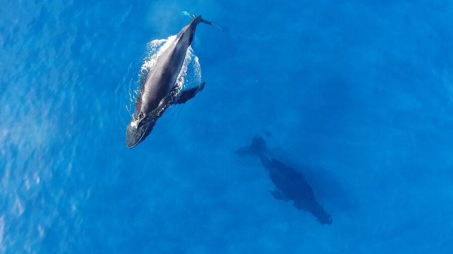 Oahu: Waikiki Whale Watching Tour-Donut and Coffee Included - Listening to whales below the surface