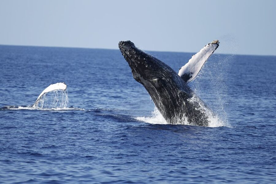 Oahu: Waikiki Whale Watching Tour-Donut and Coffee Included - Scanning the water near Diamond Head