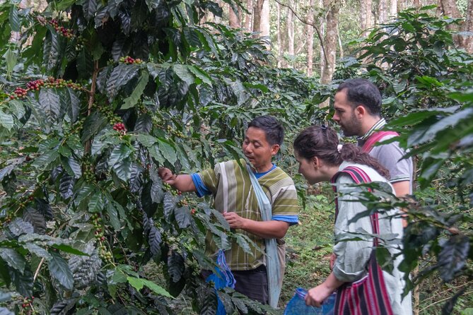 Off the Map Chiang Mai Jungle Coffee Trek Roast and Brew - Brewing with the V60 method