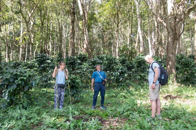Off the Map Chiang Mai Jungle Coffee Trek Roast and Brew - What the $123.87 price covers