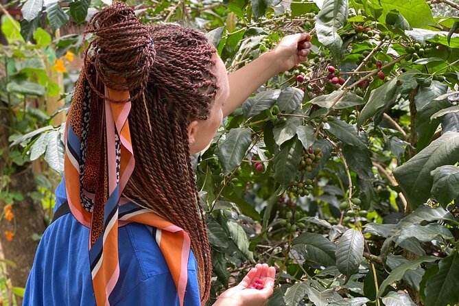 Organic Coffee Tour and Local Food Experience in Arusha - Is $45 a fair price?
