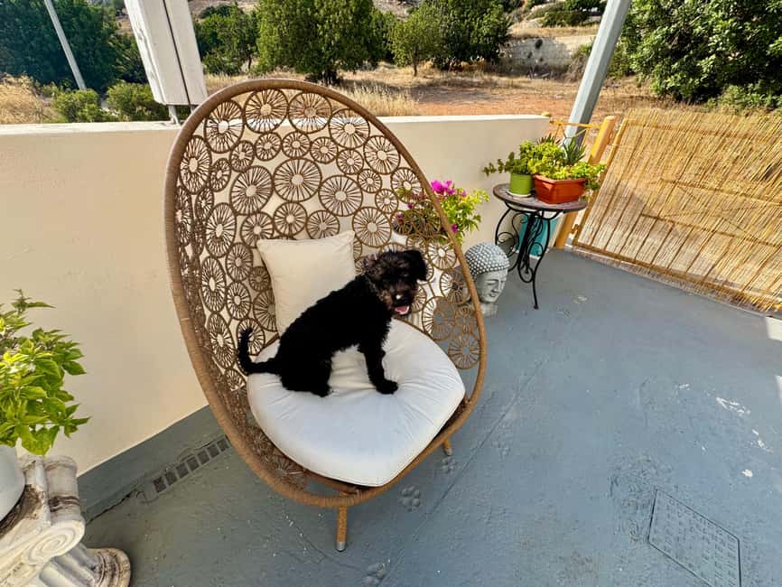 Paphos/ Peyia: Coffee, Cake, and Cuddles with Rescue Puppies - Learning how adoption works in Cyprus