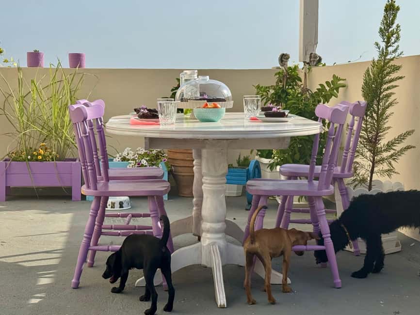 Paphos/ Peyia: Coffee, Cake, and Cuddles with Rescue Puppies - A garden with a sea view, plus shelter from bad weather