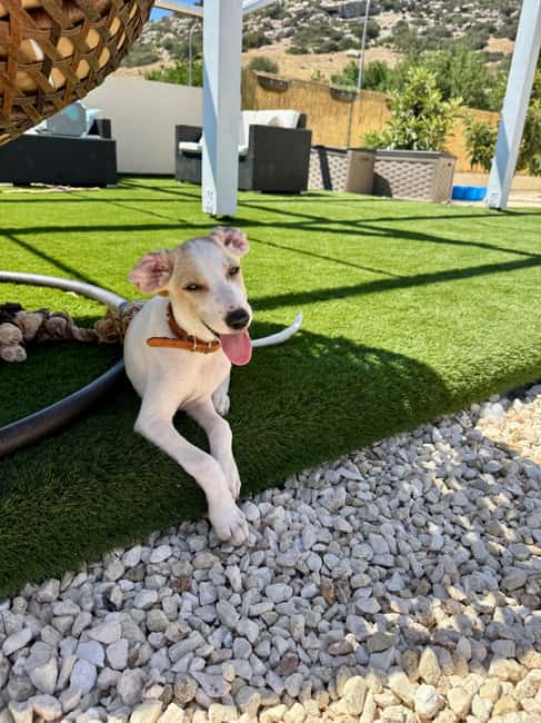 Paphos/ Peyia: Coffee, Cake, and Cuddles with Rescue Puppies - Practical details before you book