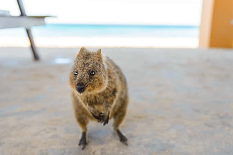 Perth: Rottnest Island Ferry, Bike, Coffee & Lobster Roll - Beaches, bays, and the chance to see quokkas