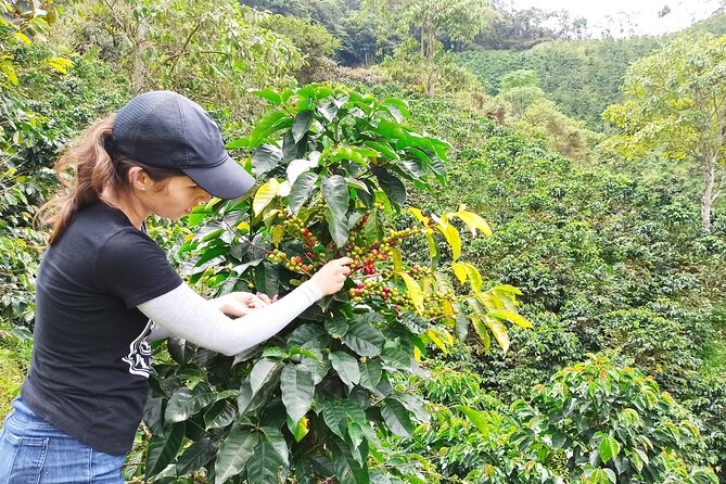 Private coffee tour near Medellín, from bean to cup. - Why this Sabaneta coffee farm feels different