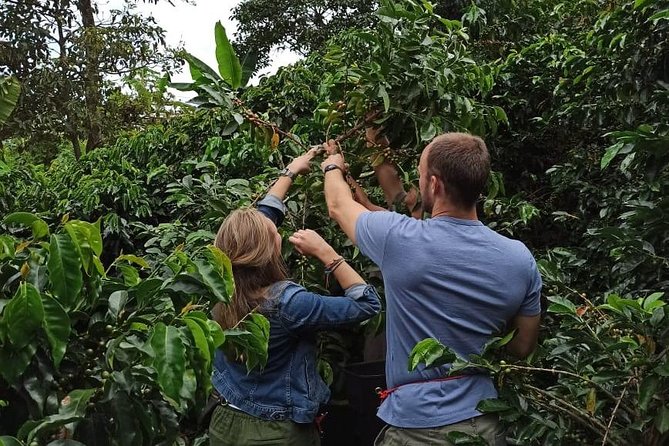 Private coffee tour near Medellín, from bean to cup. - Meeting a family coffee farm