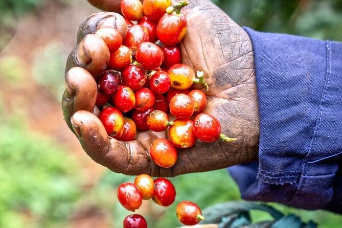 Private Half-Day Tour in Fairview Coffee Farm from Nairobi - Why Fairview makes a good Nairobi half-day trip
