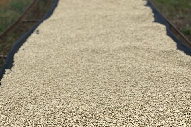 Private Half-Day Tour in Fairview Coffee Farm from Nairobi - The drying areas and the work behind the bean