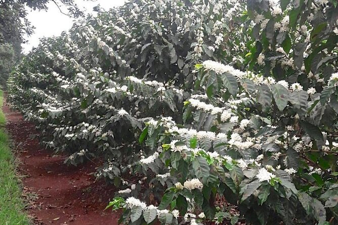 Private Half-Day Tour in Fairview Coffee Farm from Nairobi - What the $90 price really covers