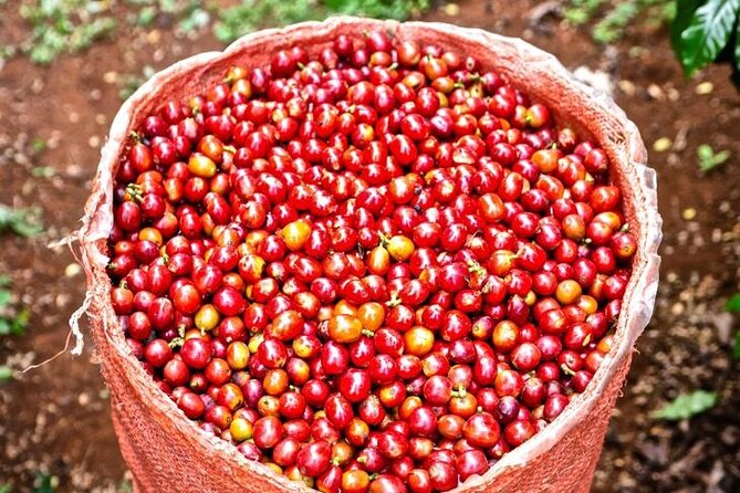 Private Half-Day Tour in Fairview Coffee Farm from Nairobi - What is included, and what is not
