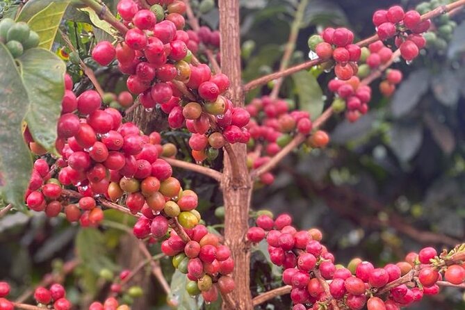 Private Half-Day Tour in Fairview Coffee Farm from Nairobi - Arriving at Fairview Coffee Estate