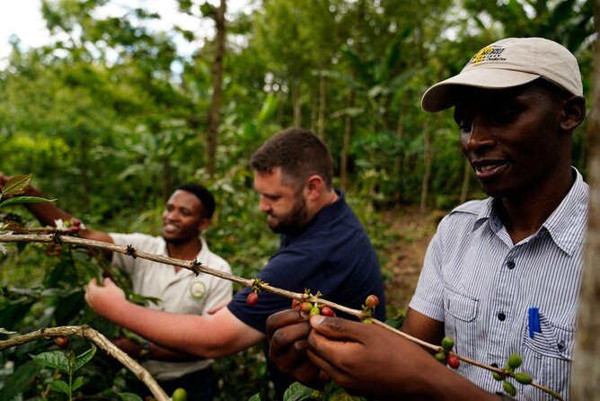 Private Meru Coffee Tour in Nkoaranga - Picking coffee in the foothills of Mt. Meru