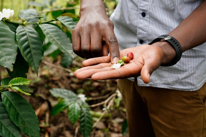 Private Meru Coffee Tour in Nkoaranga - Brewing the cup you helped create