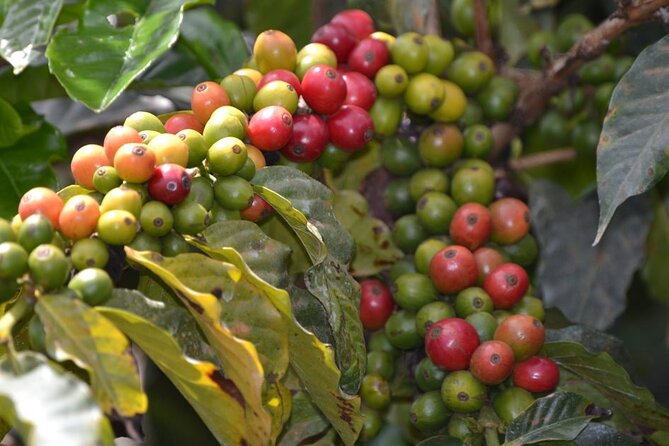 Private Tour to Fairview Coffee Farm in Nairobi with Pickup - Why Fairview makes sense for a Nairobi day